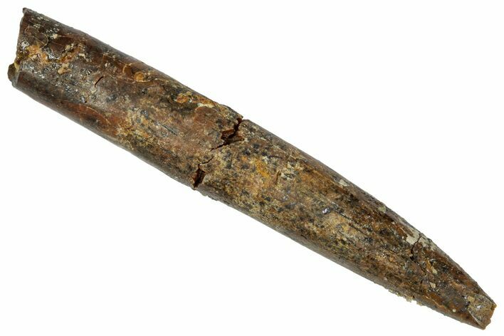 Fossil Sauropod Dinosaur (Rebbachisaurus) Tooth - Morocco #332522